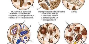 Составляющие кала