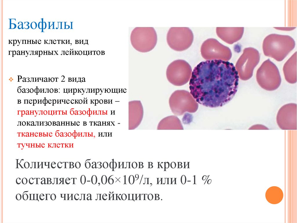 Клетка с базофильной цитоплазмой. Мембранный фенотип базофилов. Число клеток в 1 мм3 крови базофилы. Тучные клетки (тканевые базофилы). Лейкоцитарная формула базофилы.