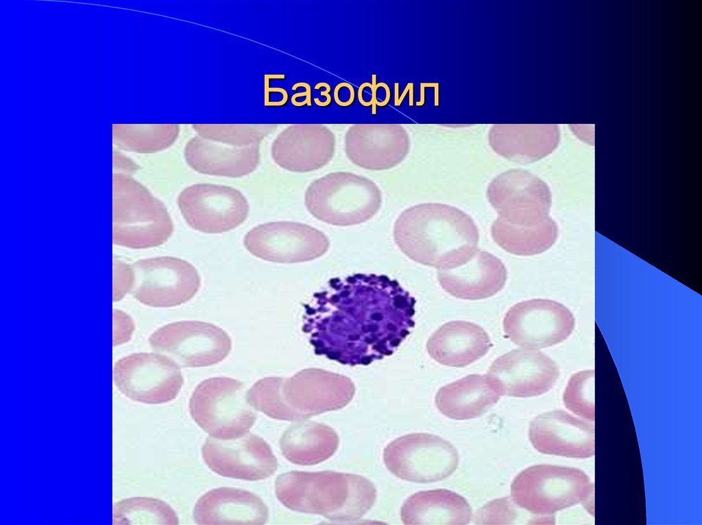 Как выглядит под микроскопом повышение базофил