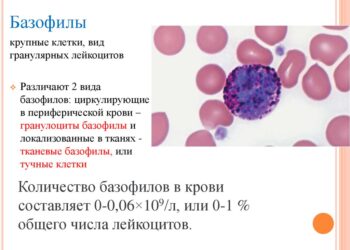 Какие бывают базофилы, какая их норма в организме, к какой группе веществ они относятся