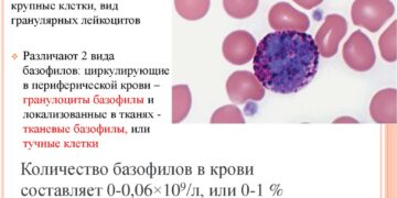 Какие бывают базофилы, какая их норма в организме, к какой группе веществ они относятся
